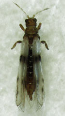 Parthenothrips dracaenae