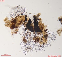 Delitschia perpusilla