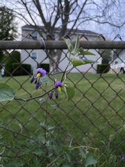 Solanum dulcamara