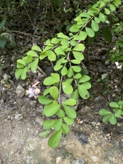 Erythroxylum brevipes