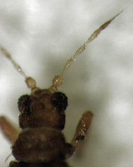 Parthenothrips dracaenae