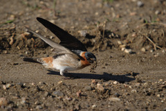 Petrochelidon pyrrhonota × fulva