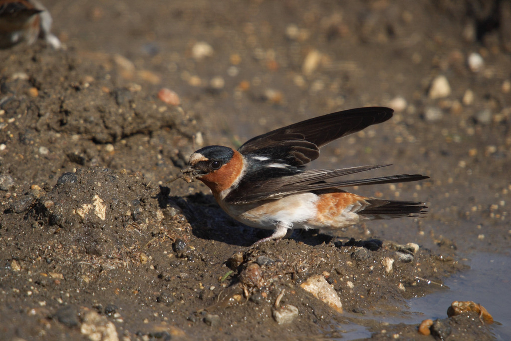 Cliff Swallows and Allies