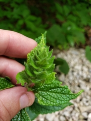 Scutellaria ovata bracteata