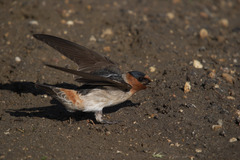 Petrochelidon pyrrhonota × fulva