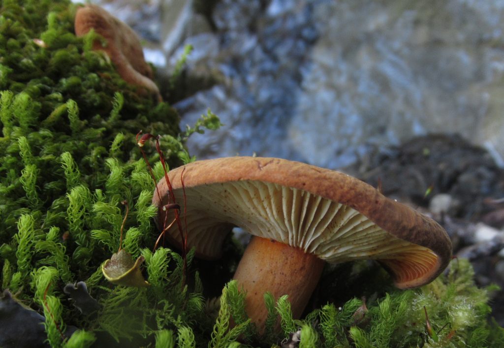 Gymnocarpi