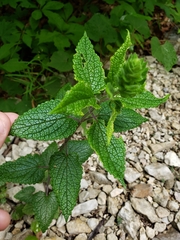 Scutellaria ovata bracteata