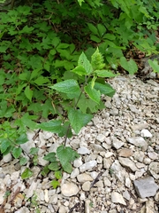 Scutellaria ovata bracteata