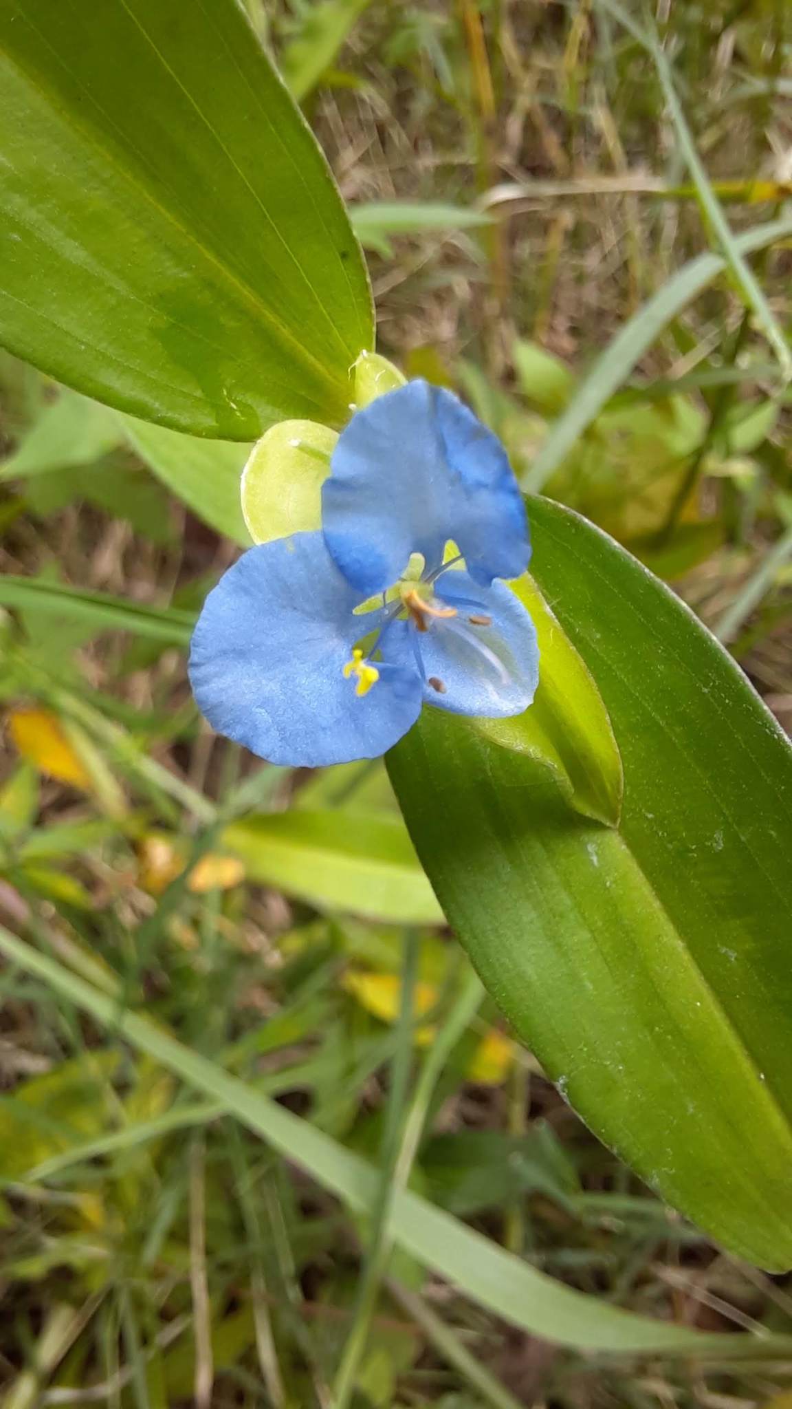 Commelina diffusa