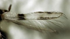 Parthenothrips dracaenae