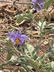Solanum elaeagnifolium