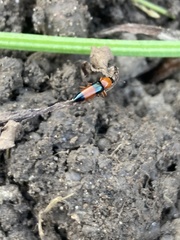 Languria trifasciata