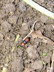 Languria trifasciata