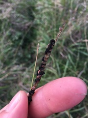 Epicoccum andropogonis