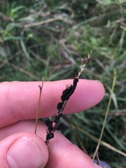 Epicoccum andropogonis