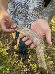 Pituophis melanoleucus mugitus