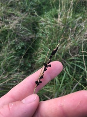 Epicoccum andropogonis