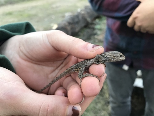 iNaturalist observation photo of Western Fence Lizard