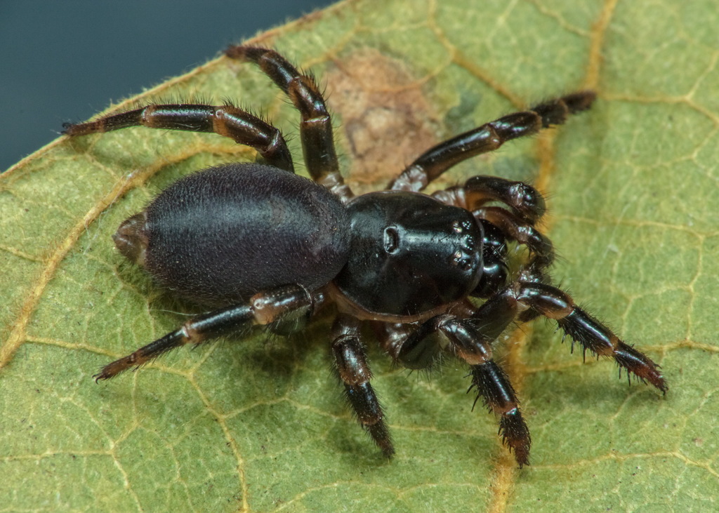 tree trapdoor spiders