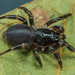 Tree Trapdoor Spiders - Photo (c) Robert Whyte, some rights reserved (CC BY-NC-ND)