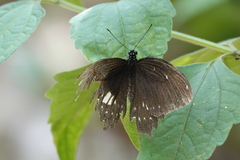 Papilio castor formosanus