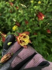 Aquilegia canadensis