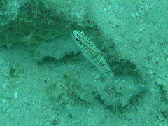 Amblygobius phalaena