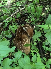 Odocoileus virginianus