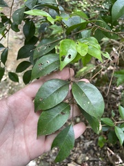 Eugenia biflora