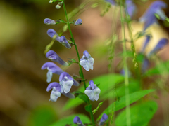 Scutellaria serrata