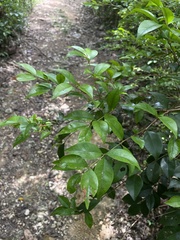 Eugenia biflora