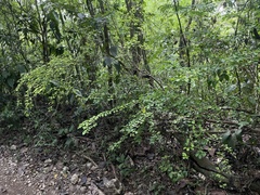 Erythroxylum brevipes