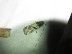 Aleptina aleptivoides
