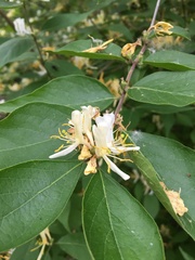 Lonicera maackii