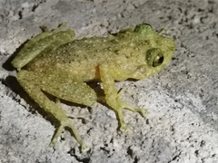 Eleutherodactylus flavescens