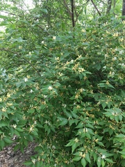 Lonicera maackii