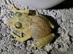 Eleutherodactylus flavescens