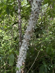 Zanthoxylum caribaeum