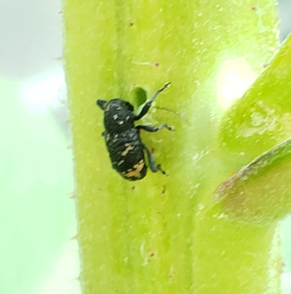 Tyloderma foveolatum