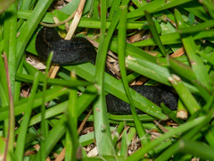 Belocaulus angustipes