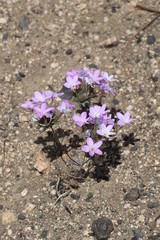 Leptosiphon breviculus