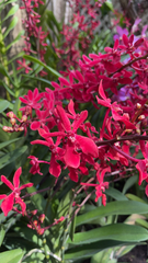 Renanthera