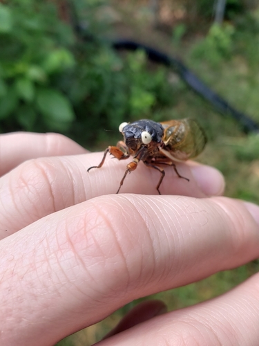 Pharaoh cicada