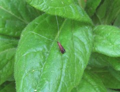 Adela caeruleella