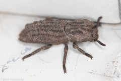 Sesaspis emarginata