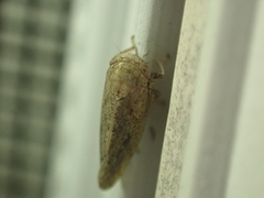 Paraphlepsius continuus