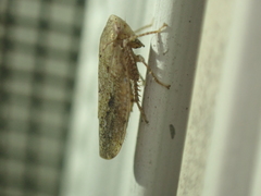 Paraphlepsius continuus