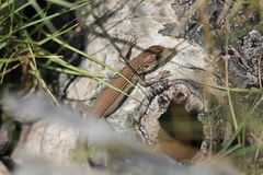 Aspidoscelis cozumela