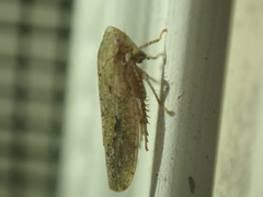 Paraphlepsius continuus