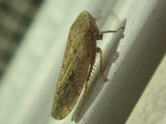 Paraphlepsius continuus